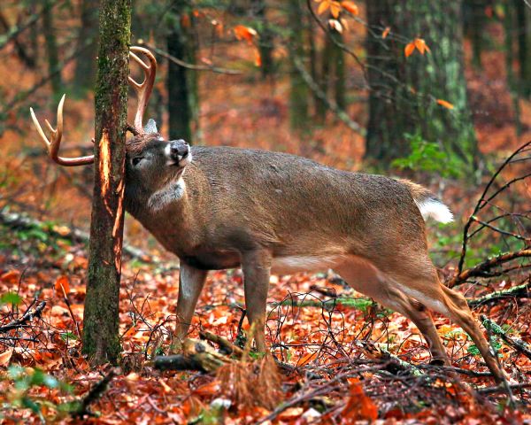 Tips & Tricks to Consider for Whitetail Deer Hunting